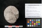 Foto (Objekt + Etikett) von Calamites communis Ettingshausen (NHMW-GEO-2024-0188-10962)